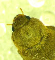 Attēlu rezultāti vaicājumam “Byturus ochraceus”