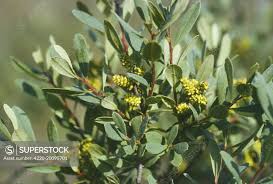 Attēlu rezultāti vaicājumam “Myrica gale fruit”