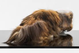 Kuvahaun tulos haulle bonsaikitten