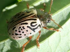 Attēlu rezultāti vaicājumam “Cribraria costata stalked”