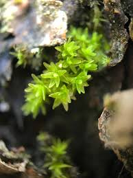 Attēlu rezultāti vaicājumam “Orthotrichum, Nyholmiella”