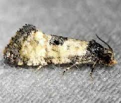 Attēlu rezultāti vaicājumam “Cochylis dubitana”