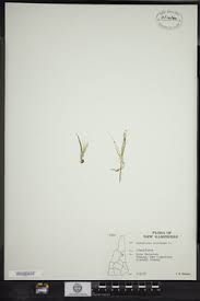 Attēlu rezultāti vaicājumam “Subularia aquatica”