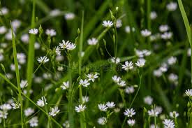 Attēlu rezultāti vaicājumam “Stellaria longifolia flower”