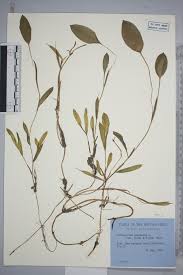 Attēlu rezultāti vaicājumam “Potamogeton gramineus”