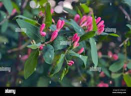 Attēlu rezultāti vaicājumam “Frangula alnus flower”
