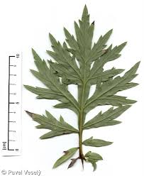 Image result for Artemisia vulgaris