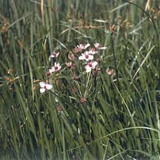 Attēlu rezultāti vaicājumam “Butomus umbellatus bud”