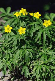 Attēlu rezultāti vaicājumam “Anemone ranunculoides leaf”