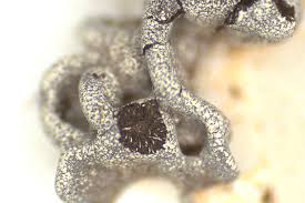 Attēlu rezultāti vaicājumam “Physarum psittacinum young”