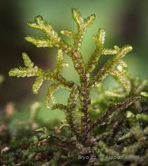 Attēlu rezultāti vaicājumam “Porella cordaeana”