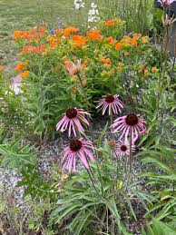 Image result for Echinacea pallida