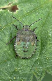 Attēlu rezultāti vaicājumam “Palomena prasina nymph”