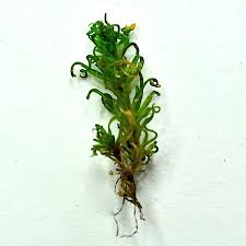 Attēlu rezultāti vaicājumam “Oxystegus tenuirostris”