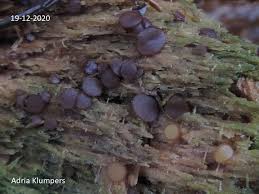 Attēlu rezultāti vaicājumam “Ascobolus furfuraceus”