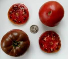 Afbeeldingsresultaat voor 1884 purple tomato