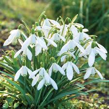 Attēlu rezultāti vaicājumam “Galanthus nivalis fruit”