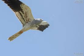 Attēlu rezultāti vaicājumam “Circus pygargus adult”