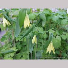 Attēlu rezultāti vaicājumam “Uvularia grandiflora”