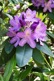 Attēlu rezultāti vaicājumam “Rhododendron catawbiense flower”
