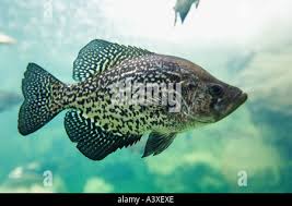 Image result for Pomoxis nigromaculatus
