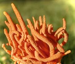Attēlu rezultāti vaicājumam “Cordyceps polyarthra”