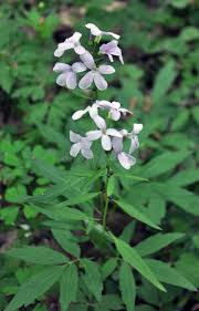 Attēlu rezultāti vaicājumam “Cardamine bulbifera flower”