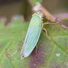 Attēlu rezultāti vaicājumam “Eupteryx vittata”