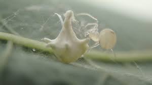 Attēlu rezultāti vaicājumam “Paidiscura pallens eggs”