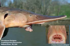 Image result for Scaphirhynchus platorynchus