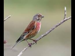 Attēlu rezultāti vaicājumam “Carduelis cannabina adult”