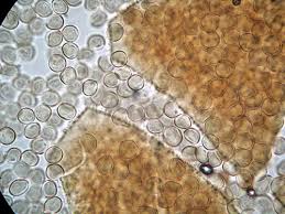 Attēlu rezultāti vaicājumam “Licea minima macro”
