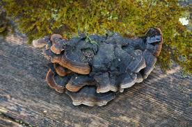 Attēlu rezultāti vaicājumam “Hymenochaete tabacina”