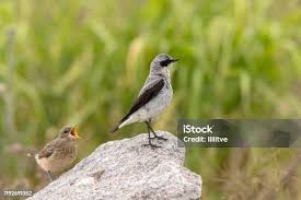 Attēlu rezultāti vaicājumam “Oenanthe oenanthe male”