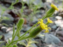 Attēlu rezultāti vaicājumam “Senecio viscosus flower”