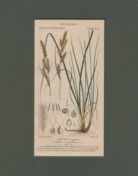 Attēlu rezultāti vaicājumam “Carex cespitosa flower”