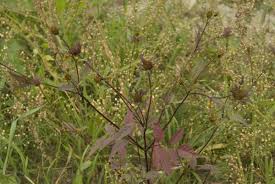 Attēlu rezultāti vaicājumam “Bidens frondosa”