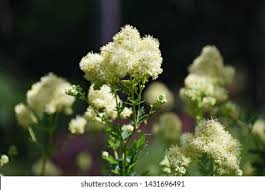 Attēlu rezultāti vaicājumam “Thalictrum lucidum”