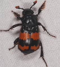 Attēlu rezultāti vaicājumam “Nicrophorus investigator imago”