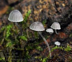 Attēlu rezultāti vaicājumam “Mycena pseudocorticola”