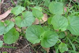 Attēlu rezultāti vaicājumam “Viola odorata bud”