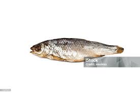 Image result for Rutilus caspicus