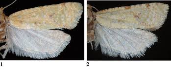 Attēlu rezultāti vaicājumam “Pandemis cinnamomeana female”