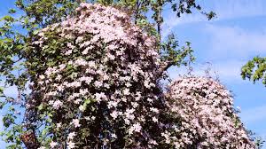 Attēlu rezultāti vaicājumam “Libanotis montana flower”