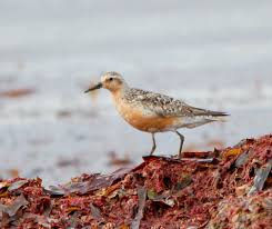 Attēlu rezultāti vaicājumam “Calidris canutus”