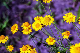 Image result for Anthemis tinctoria