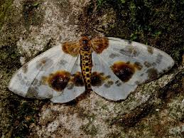 Attēlu rezultāti vaicājumam “Abraxas sylvata”