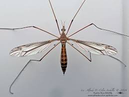 Attēlu rezultāti vaicājumam “Tipulidae male”