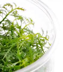 Attēlu rezultāti vaicājumam “Hottonia palustris fruit”