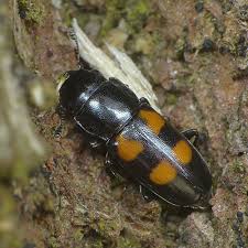 Attēlu rezultāti vaicājumam “Glischrochilus quadripunctatus”
